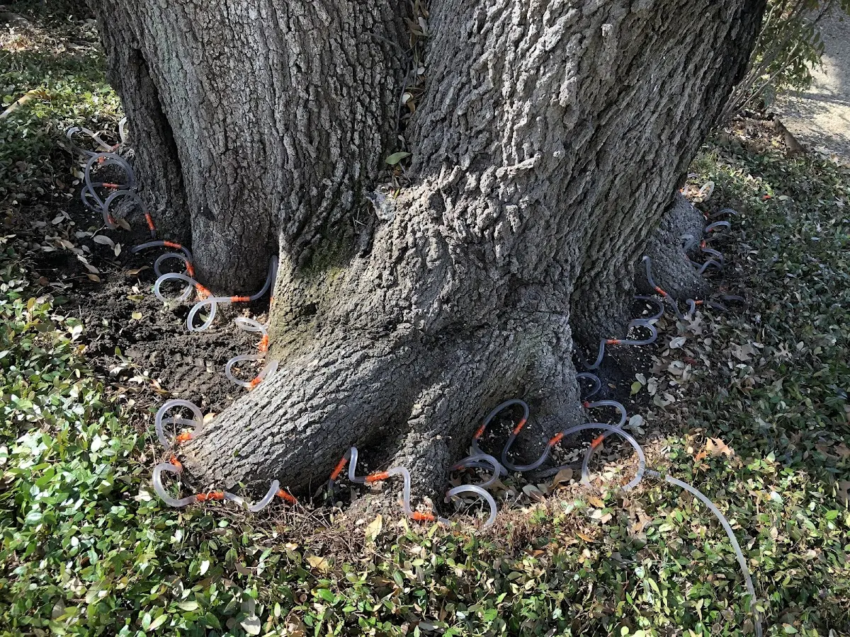 Detailed Tree Cabling and Bracing job site in Bethany