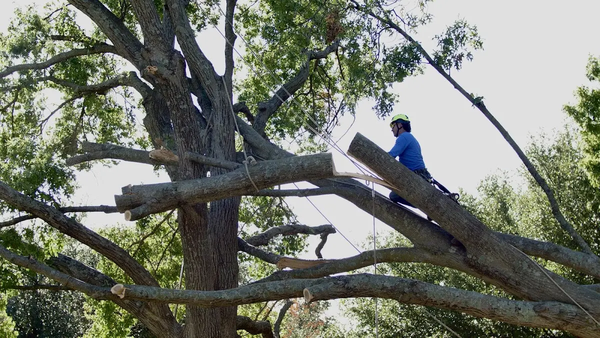 Professional Crown Thinning performed by certified arborists in Bethany