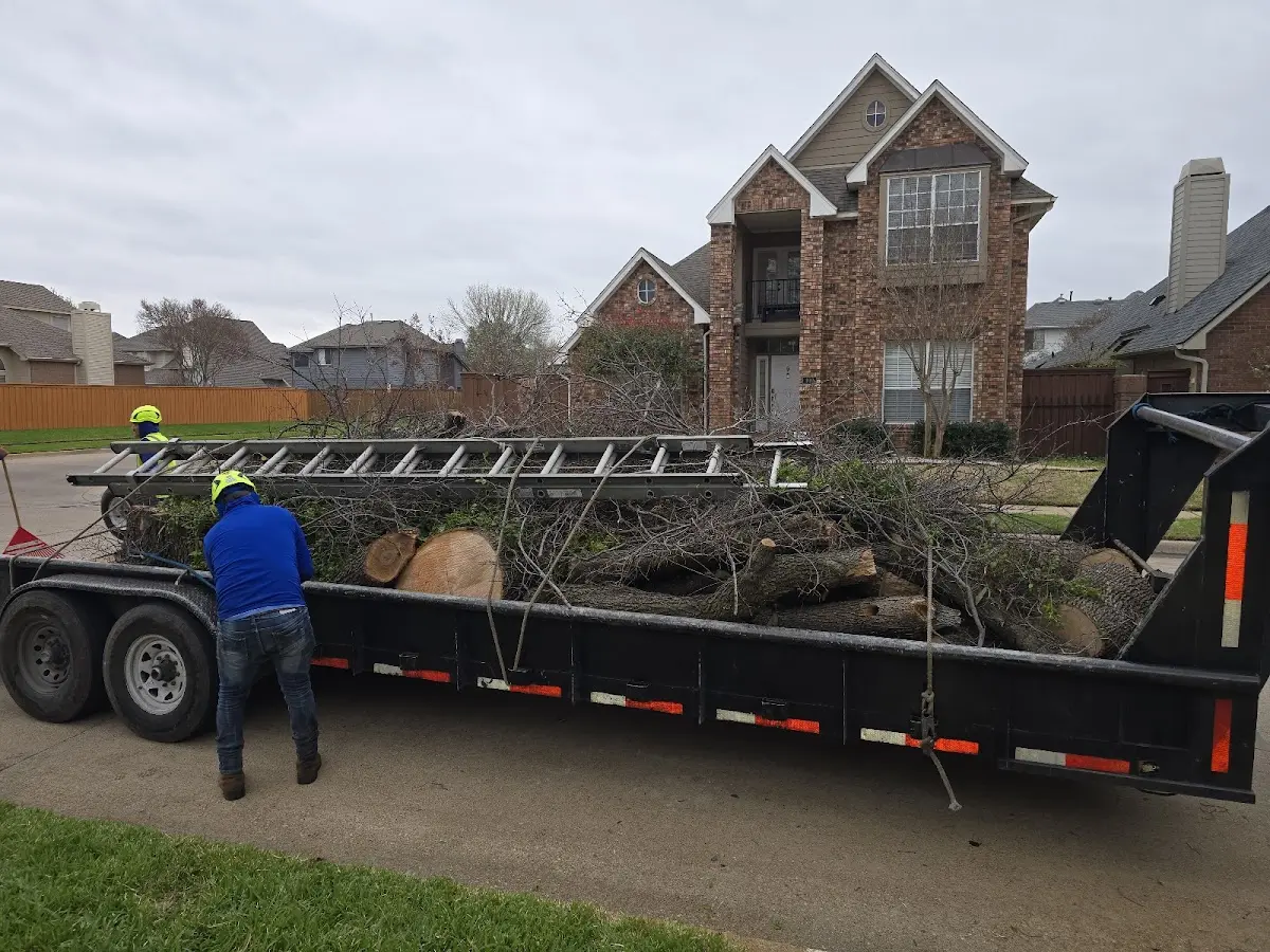 Expert Tree Pest Control with proper safety equipment in Bethany